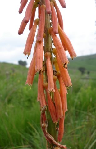 Kniphofia angustifolia ageing inflorescence